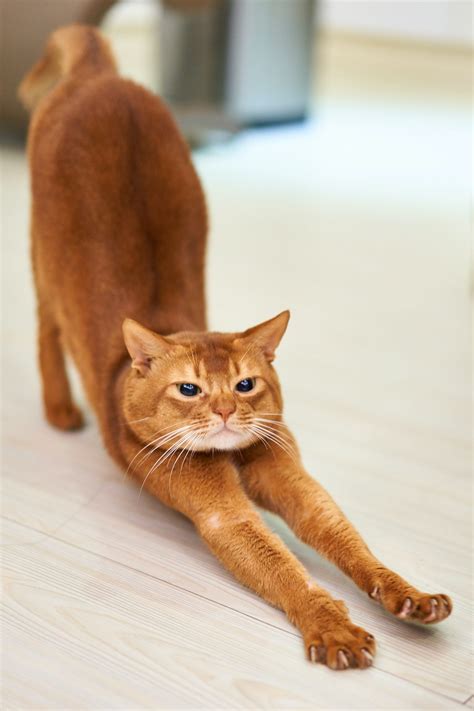 Finally, your cat’s habit of stretching its hind legs is an interesting aspect of cat behavior. It is rooted in their evolutionary instincts, a way to maintain physical and mental well-being and a form of communication with you.